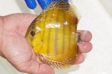 画像1: 【ワイルドディスカス】【通販】ウラリアソリッドイエローセンターバー　ヤングスター【個体販売】9-11cm（生体）ウラリア産 (1)