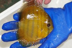 画像2: 【ワイルドディスカス】【通販】ウラリアソリッドイエローセンターバー　ヤングスター【個体販売】9-11cm（生体）ウラリア産 (2)