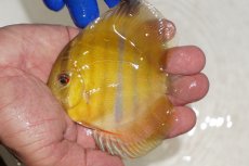 画像1: 【ワイルドディスカス】【通販】ウラリアソリッドイエローセンターバー　ヤングスター【個体販売】9-11cm（生体）ウラリア産 (1)