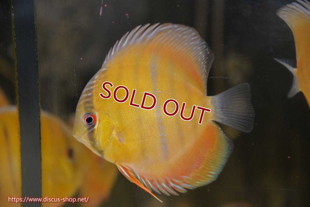 画像1: 【ワイルドディスカス】【通販】ウラリアソリッドイエローセンターバー　ヤングスター【個体販売】9-11cm（生体）ウラリア産 (1)