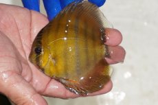 画像1: 【ワイルドディスカス】【通販】ウラリアソリッドイエローセンターバー　ヤングスター【個体販売】9-11cm（生体）ウラリア産 (1)