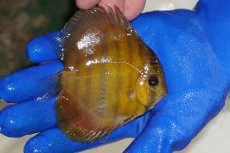 画像2: 【ワイルドディスカス】【通販】ウラリアソリッドイエローセンターバー　ヤングスター【個体販売】9-11cm（生体）ウラリア産 (2)