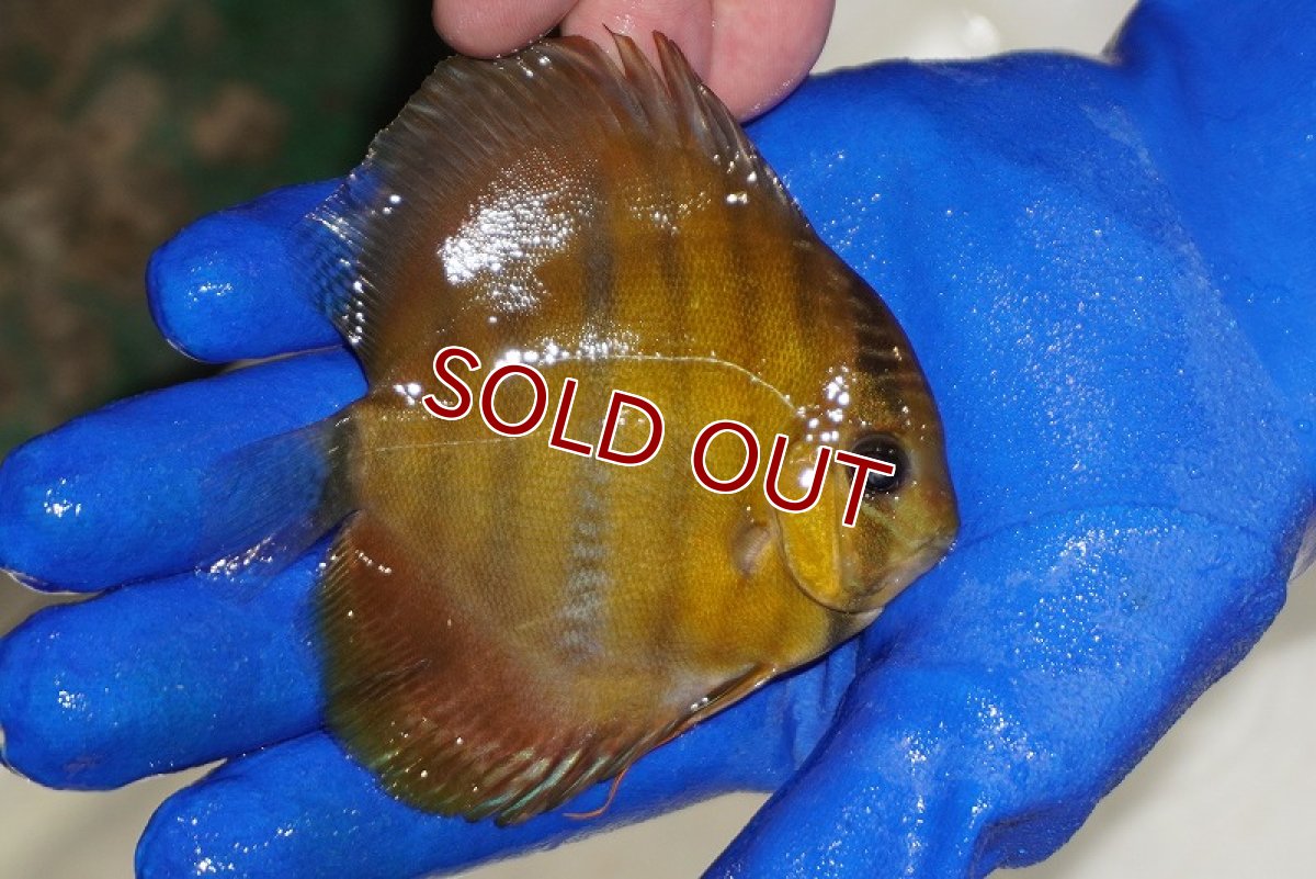 画像3: 【ワイルドディスカス】【通販】ウラリアソリッドイエローセンターバー　ヤングスター【個体販売】9-11cm（生体）ウラリア産 (3)