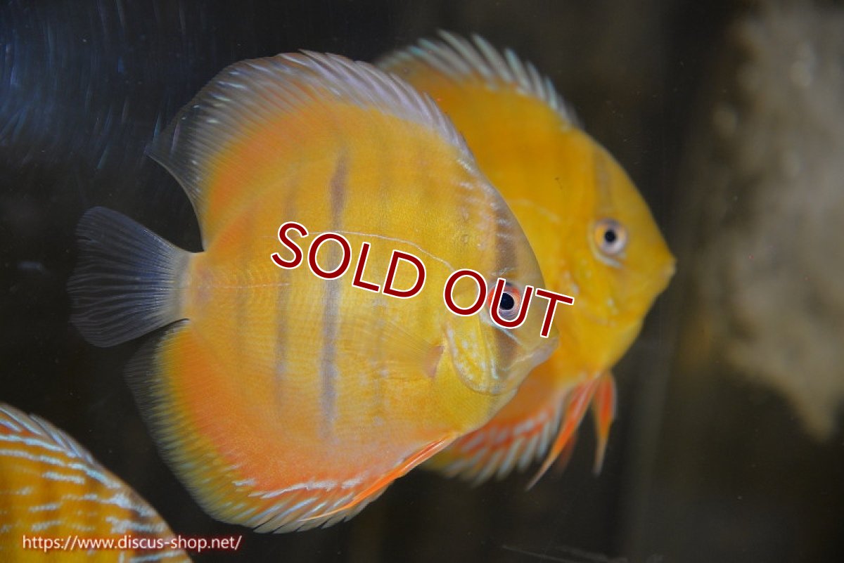 画像1: 【ワイルドディスカス】【通販】ウラリアソリッドイエローセンターバー　ヤングスター【個体販売】9-11cm（生体）ウラリア産 (1)