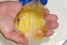 画像1: 【ワイルドディスカス】【通販】ウラリアソリッドイエローセンターバー　ヤングスター【個体販売】9-11cm（生体）ウラリア産 (1)