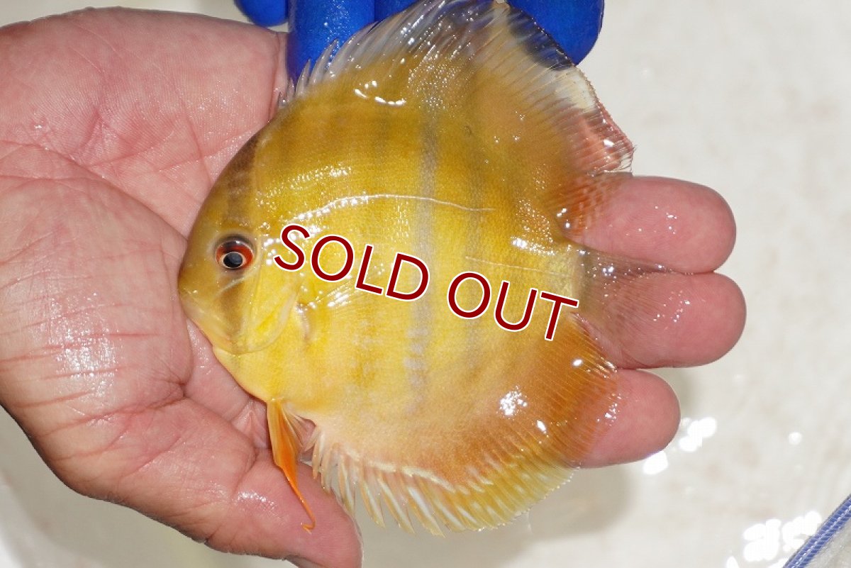 画像2: 【ワイルドディスカス】【通販】ウラリアソリッドイエローセンターバー　ヤングスター【個体販売】9-11cm（生体）ウラリア産 (2)