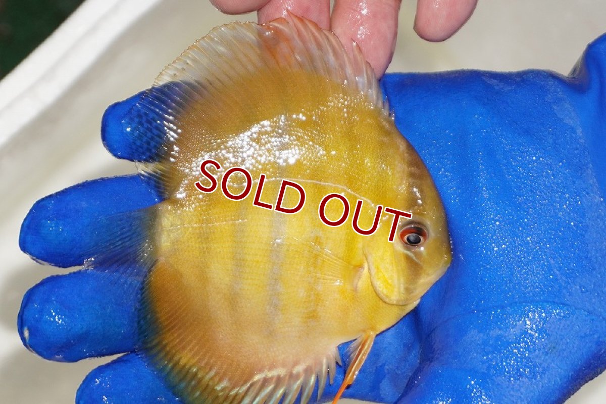 画像3: 【ワイルドディスカス】【通販】ウラリアソリッドイエローセンターバー　ヤングスター【個体販売】9-11cm（生体）ウラリア産 (3)