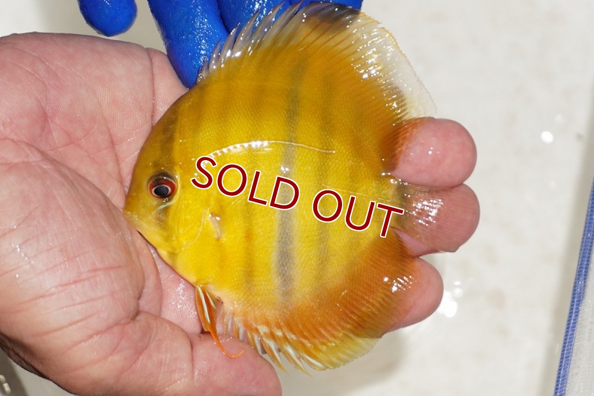 画像1: 【ワイルドディスカス】【通販】ウラリアソリッドイエローセンターバー　ヤングスター【個体販売】9-11cm（生体）ウラリア産 (1)