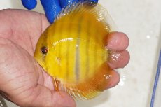 画像1: 【ワイルドディスカス】【通販】ウラリアソリッドイエローセンターバー　ヤングスター【個体販売】9-11cm（生体）ウラリア産 (1)