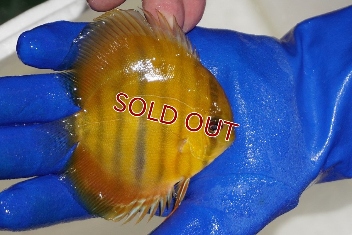 画像2: 【ワイルドディスカス】【通販】ウラリアソリッドイエローセンターバー　ヤングスター【個体販売】9-11cm（生体）ウラリア産 (2)