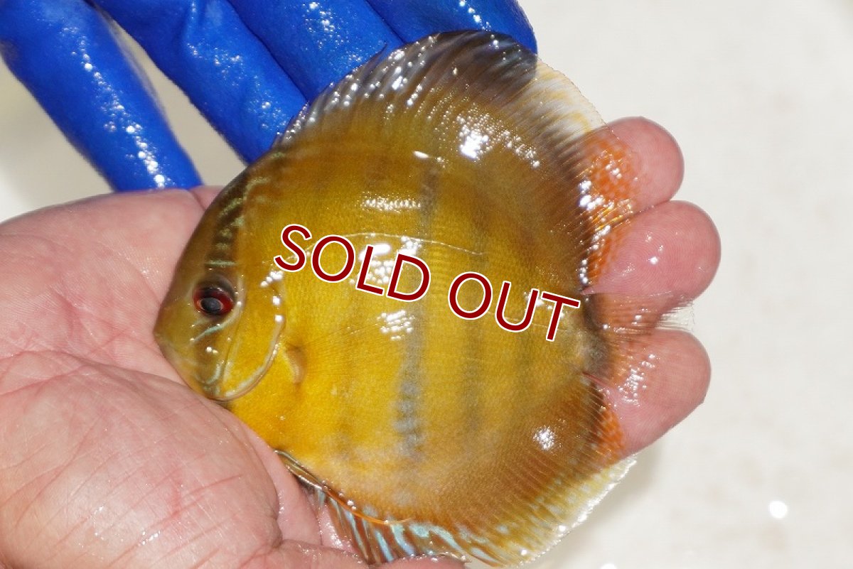 画像1: 【ワイルドディスカス】【通販】ウラリアソリッドイエローセンターバー　ヤングスター【個体販売】9-11cm（生体）ウラリア産 (1)