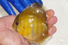 画像1: 【ワイルドディスカス】【通販】ウラリアソリッドイエローセンターバー　ヤングスター【個体販売】9-11cm（生体）ウラリア産 (1)