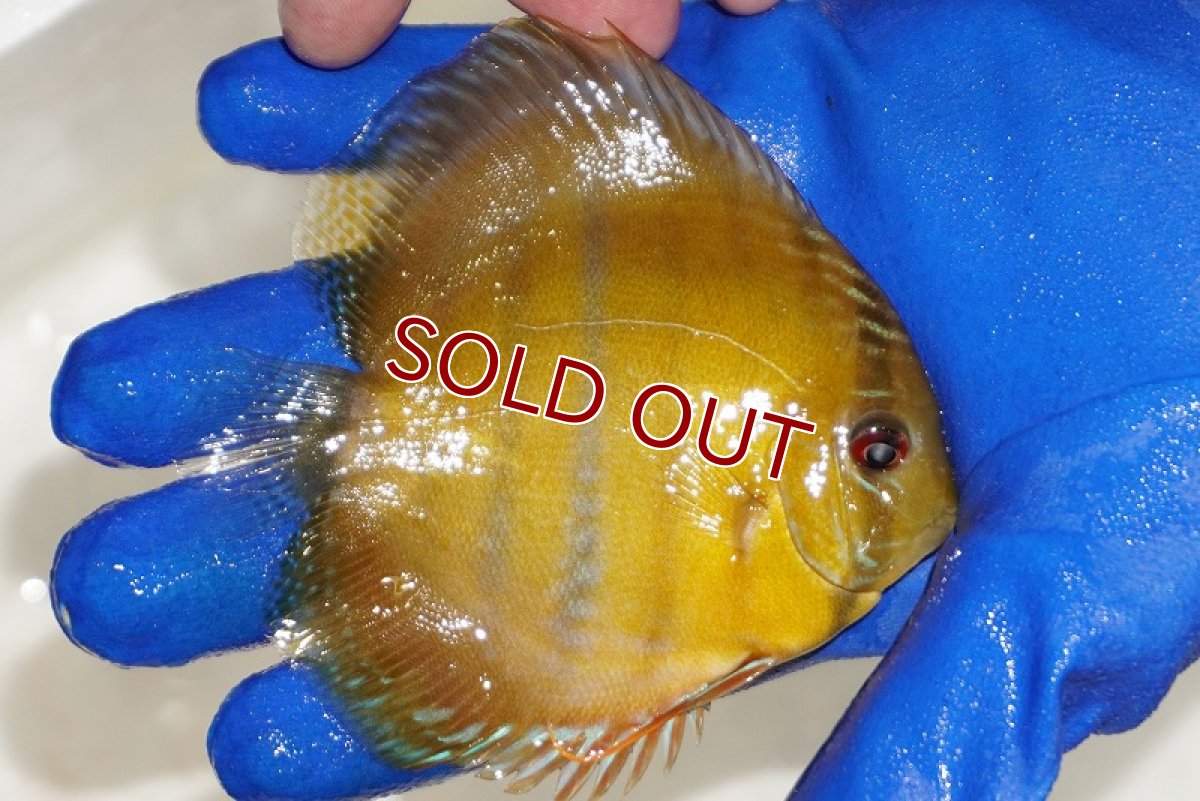 画像2: 【ワイルドディスカス】【通販】ウラリアソリッドイエローセンターバー　ヤングスター【個体販売】9-11cm（生体）ウラリア産 (2)