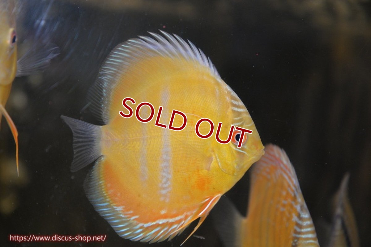 画像1: 【ワイルドディスカス】【通販】ウラリアソリッドイエローセンターバー　ヤングスター【個体販売】9-11cm（生体）ウラリア産 (1)