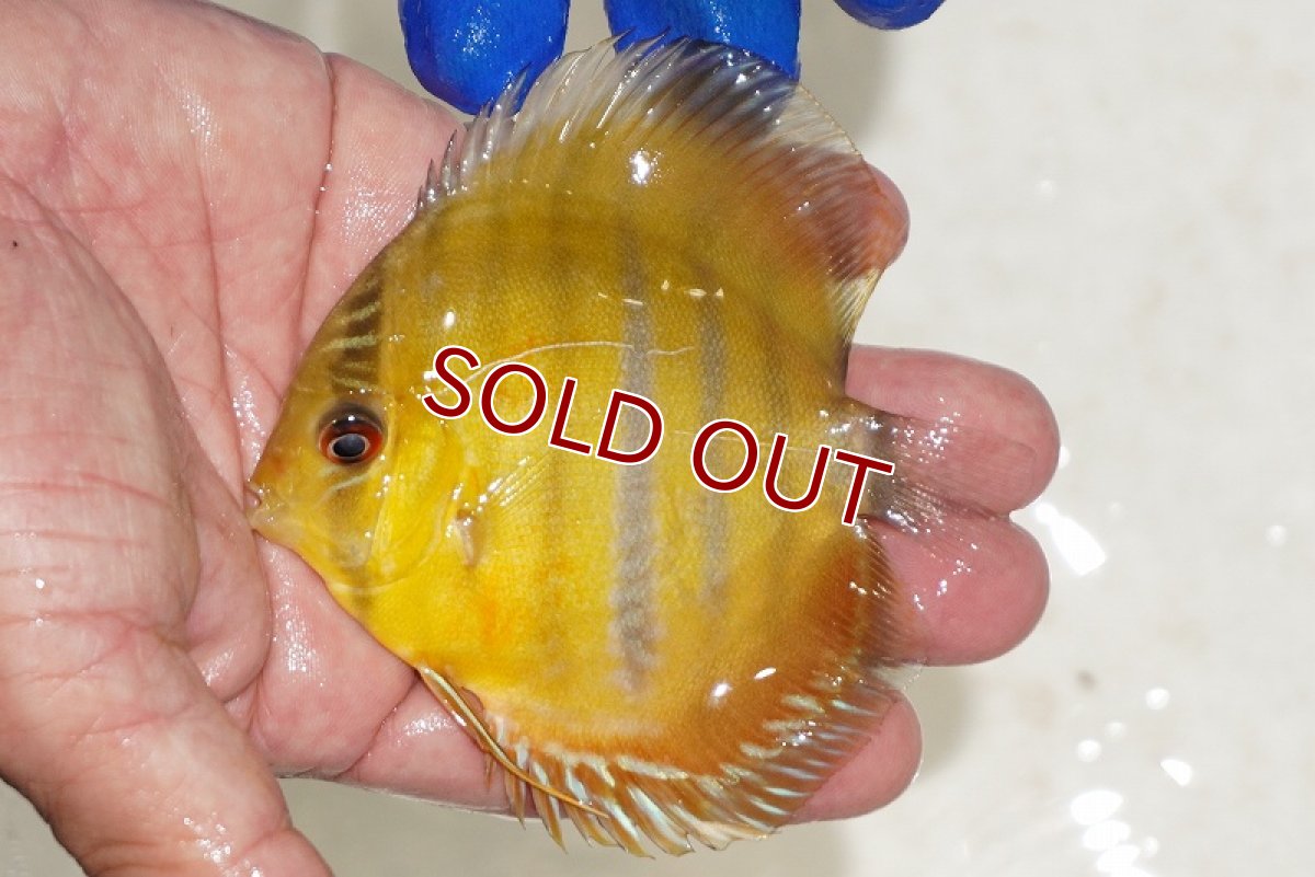 画像2: 【ワイルドディスカス】【通販】ウラリアソリッドイエローセンターバー　ヤングスター【個体販売】9-11cm（生体）ウラリア産 (2)