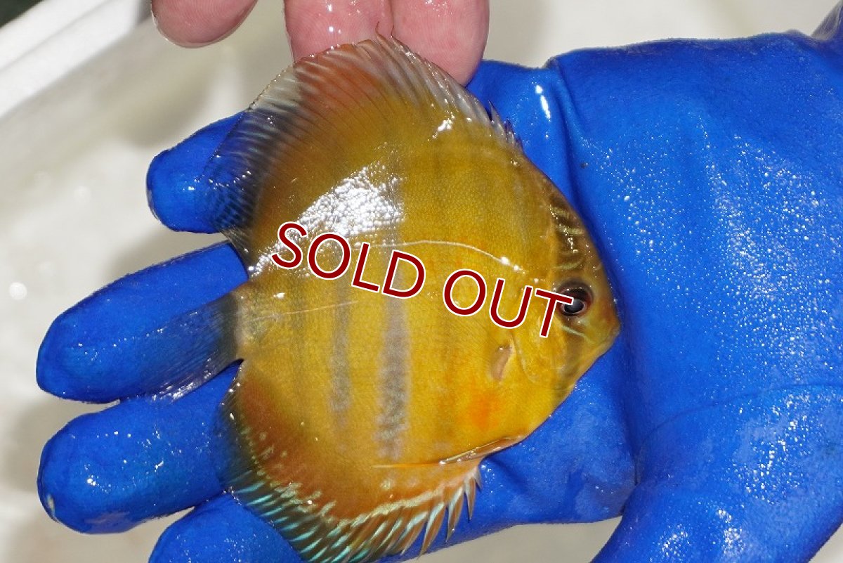 画像3: 【ワイルドディスカス】【通販】ウラリアソリッドイエローセンターバー　ヤングスター【個体販売】9-11cm（生体）ウラリア産 (3)