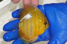 画像3: 【ウィンターセール クーポンご利用で更に10％OFF対象商品】【ワイルドディスカス】【通販】ウラリアソリッドイエローセンターバー　ヤングスター【個体販売】9-11cm（生体）ウラリア産 (3)