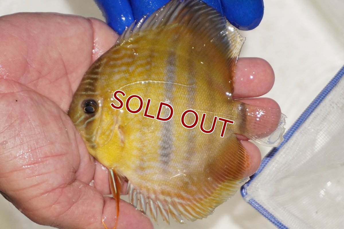 画像1: 【ワイルドディスカス】【通販】ウラリアソリッドイエローセンターバー　ヤングスター（金目）【個体販売】9-11cm（生体）ウラリア産 (1)