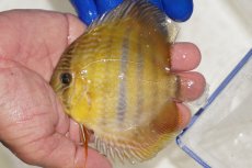 画像1: 【ワイルドディスカス】【通販】ウラリアソリッドイエローセンターバー　ヤングスター（金目）【個体販売】9-11cm（生体）ウラリア産 (1)