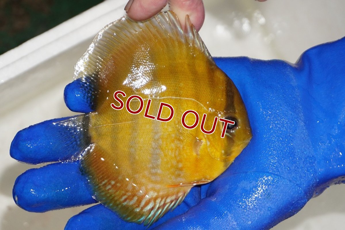 画像2: 【ワイルドディスカス】【通販】ウラリアソリッドイエローセンターバー　ヤングスター（金目）【個体販売】9-11cm（生体）ウラリア産 (2)