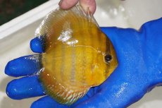 画像2: 【ワイルドディスカス】【通販】ウラリアソリッドイエローセンターバー　ヤングスター（金目）【個体販売】9-11cm（生体）ウラリア産 (2)