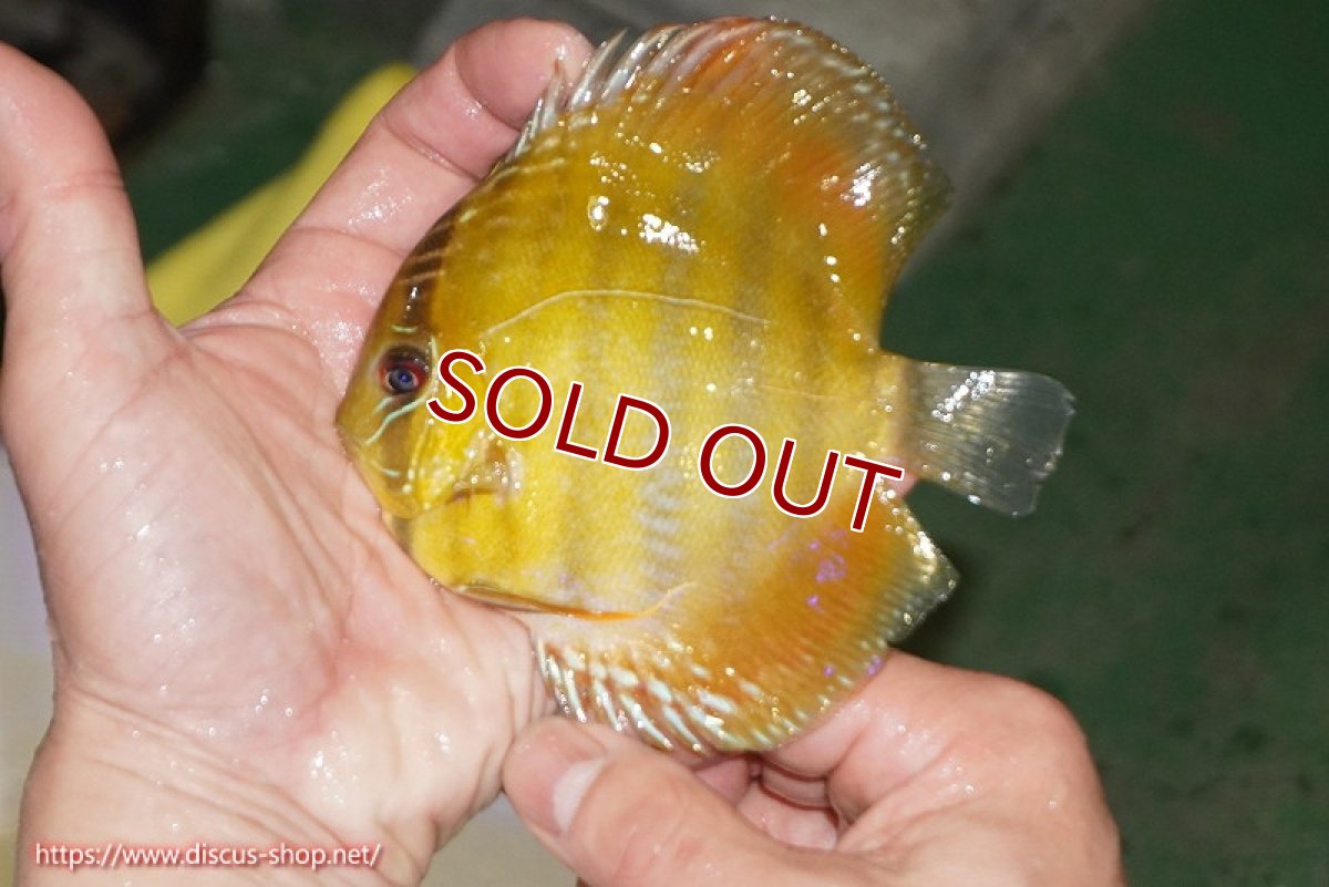 画像1: 【ワイルドディスカス】【通販】ウラリアソリッドイエローセンターバー　ヤングスター【個体販売】9-11cm（生体）ウラリア産 (1)