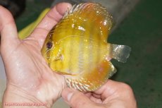 画像1: 【ウィンターセール クーポンご利用で更に10％OFF対象商品】【ワイルドディスカス】【通販】ウラリアソリッドイエローセンターバー　ヤングスター【個体販売】9-11cm（生体）ウラリア産 (1)