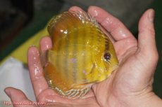 画像2: 【ウィンターセール クーポンご利用で更に10％OFF対象商品】【ワイルドディスカス】【通販】ウラリアソリッドイエローセンターバー　ヤングスター【個体販売】9-11cm（生体）ウラリア産 (2)