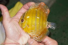 画像1: 【ウィンターセール クーポンご利用で更に10％OFF対象商品】【ワイルドディスカス】【通販】【実は激レア ソリッドイエロー】ウラリアソリッドイエロー　ヤングスター【個体販売】9-11cm（生体）ウラリア産 (1)