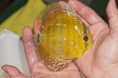 画像2: 【ウィンターセール クーポンご利用で更に10％OFF対象商品】【ワイルドディスカス】【通販】【実は激レア ソリッドイエロー】ウラリアソリッドイエロー　ヤングスター【個体販売】9-11cm（生体）ウラリア産 (2)