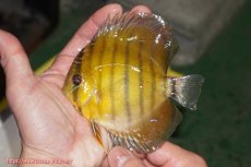 画像1: 【ウィンターセール クーポンご利用で更に10％OFF対象商品】【ワイルドディスカス】【通販】【実は激レア ソリッドイエロー】ウラリアソリッドイエロー　ヤングスター【個体販売】9-11cm（生体）ウラリア産 (1)