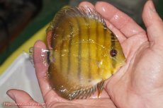 画像2: 【ウィンターセール クーポンご利用で更に10％OFF対象商品】【ワイルドディスカス】【通販】【実は激レア ソリッドイエロー】ウラリアソリッドイエロー　ヤングスター【個体販売】9-11cm（生体）ウラリア産 (2)