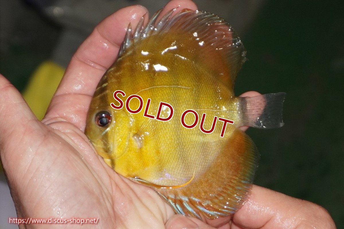 画像1: 【ワイルドディスカス】【通販】【実は激レア ソリッドイエロー】ウラリアソリッドイエロー　ヤングスター【個体販売】9-11cm（生体）ウラリア産 (1)