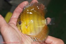 画像1: 【ウィンターセール クーポンご利用で更に10％OFF対象商品】【ワイルドディスカス】【通販】【実は激レア ソリッドイエロー】ウラリアソリッドイエロー　ヤングスター【個体販売】9-11cm（生体）ウラリア産 (1)