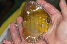 画像2: 【ウィンターセール クーポンご利用で更に10％OFF対象商品】【ワイルドディスカス】【通販】【実は激レア ソリッドイエロー】ウラリアソリッドイエロー　ヤングスター【個体販売】9-11cm（生体）ウラリア産 (2)