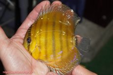 画像1: 【ウィンターセール クーポンご利用で更に10％OFF対象商品】【ワイルドディスカス】【通販】ウラリアソリッドイエローセンターバー　ヤングスター【個体販売】9-11cm（生体）ウラリア産 (1)