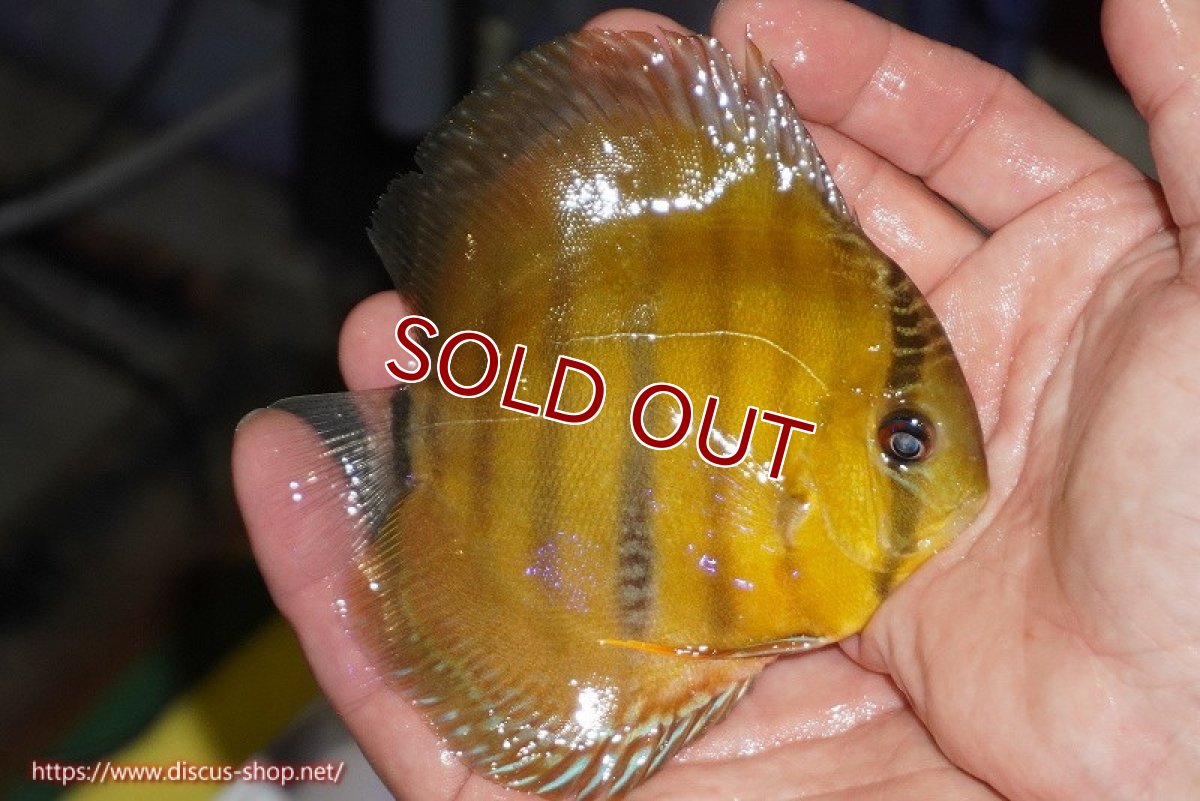 画像2: 【ワイルドディスカス】【通販】ウラリアソリッドイエローセンターバー　ヤングスター【個体販売】9-11cm（生体）ウラリア産 (2)