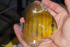 画像2: 【ウィンターセール クーポンご利用で更に10％OFF対象商品】【ワイルドディスカス】【通販】ウラリアソリッドイエローセンターバー　ヤングスター【個体販売】9-11cm（生体）ウラリア産 (2)