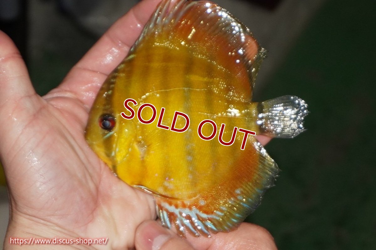画像1: 【ワイルドディスカス】【通販】【実は激レア ソリッドイエロー】ウラリアソリッドイエロー　ヤングスター【個体販売】9-11cm（生体）ウラリア産 (1)