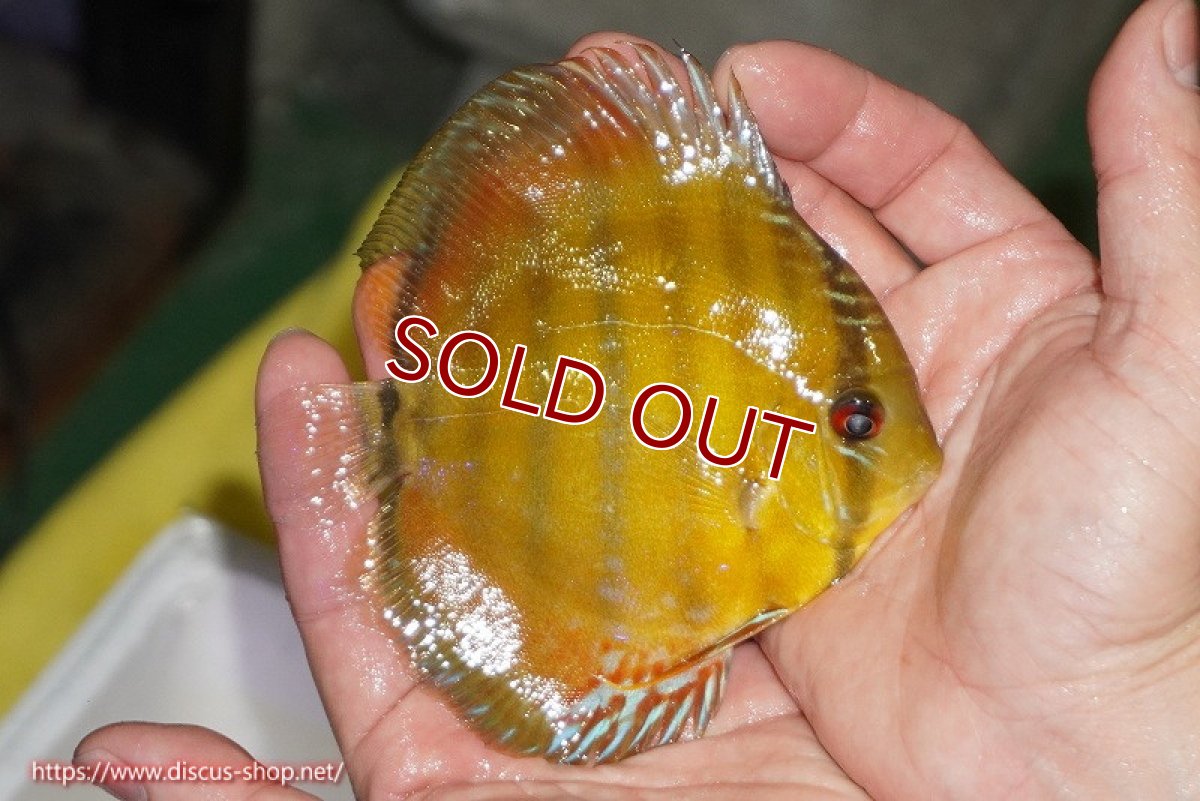 画像2: 【ワイルドディスカス】【通販】【実は激レア ソリッドイエロー】ウラリアソリッドイエロー　ヤングスター【個体販売】9-11cm（生体）ウラリア産 (2)