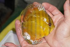 画像2: 【ウィンターセール クーポンご利用で更に10％OFF対象商品】【ワイルドディスカス】【通販】【実は激レア ソリッドイエロー】ウラリアソリッドイエロー　ヤングスター【個体販売】9-11cm（生体）ウラリア産 (2)