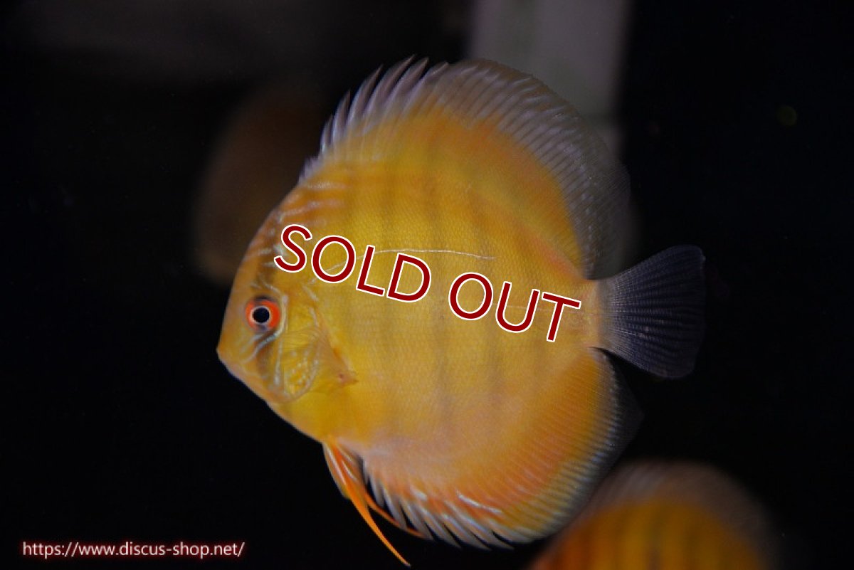 画像1: 【ワイルドディスカス】【通販】【実は激レア ソリッドイエロー】ウラリアソリッドイエロー　ヤングスター【個体販売】9-11cm（生体）ウラリア産 (1)