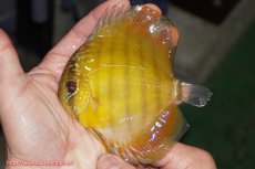 画像1: 【ウィンターセール クーポンご利用で更に10％OFF対象商品】【ワイルドディスカス】【通販】【実は激レア ソリッドイエロー】ウラリアソリッドイエロー　ヤングスター【個体販売】9-11cm（生体）ウラリア産 (1)