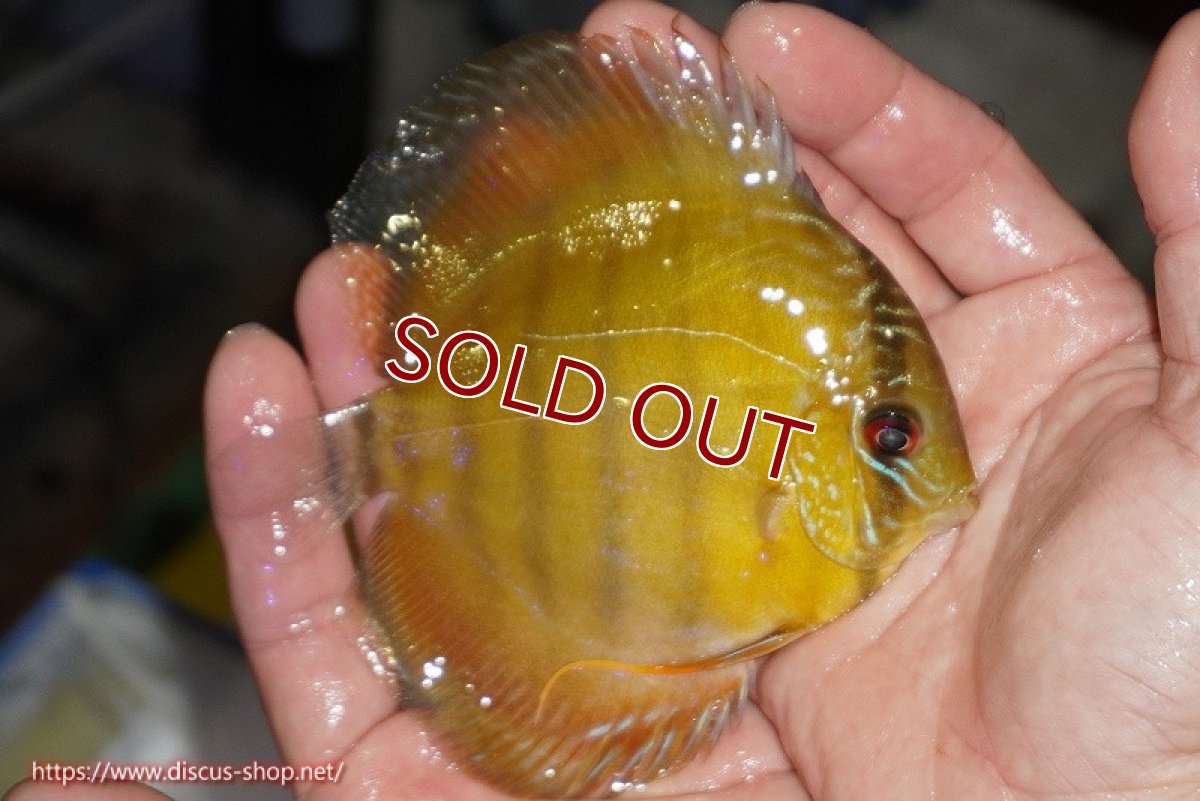 画像3: 【ワイルドディスカス】【通販】【実は激レア ソリッドイエロー】ウラリアソリッドイエロー　ヤングスター【個体販売】9-11cm（生体）ウラリア産 (3)