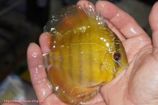 画像3: 【ワイルドディスカス】【通販】【実は激レア ソリッドイエロー】ウラリアソリッドイエロー　ヤングスター【個体販売】9-11cm（生体）ウラリア産 (3)