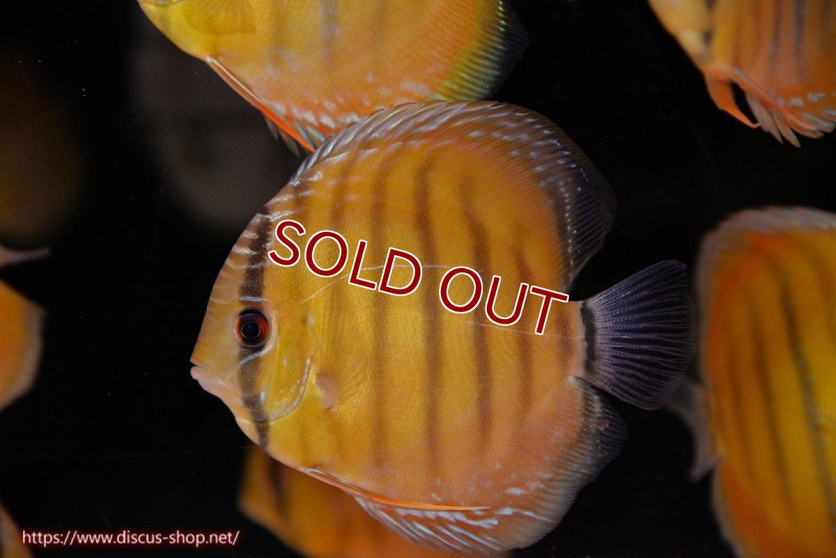 画像1: 【ワイルドディスカス】【通販】【実は激レア ソリッドイエロー】ウラリアソリッドイエロー　ヤングスター【個体販売】9-11cm（生体）ウラリア産 (1)