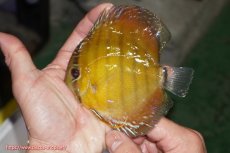 画像1: 【ウィンターセール クーポンご利用で更に10％OFF対象商品】【ワイルドディスカス】【通販】【実は激レア ソリッドイエロー】ウラリアソリッドイエロー　ヤングスター【個体販売】9-11cm（生体）ウラリア産 (1)