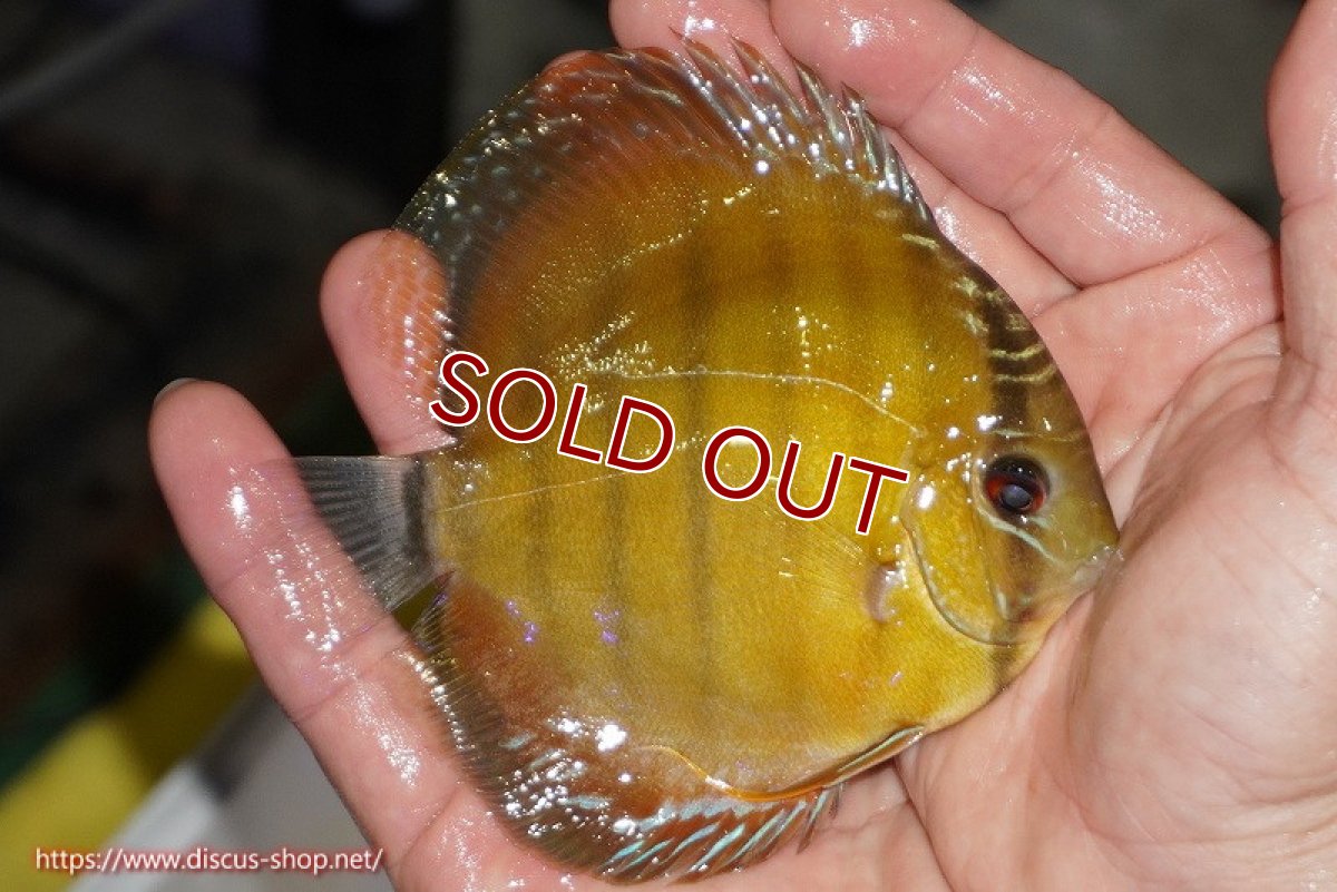 画像3: 【ワイルドディスカス】【通販】【実は激レア ソリッドイエロー】ウラリアソリッドイエロー　ヤングスター【個体販売】9-11cm（生体）ウラリア産 (3)
