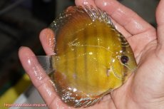 画像3: 【決算セール クーポンご利用で更に10％OFF対象商品】【ワイルドディスカス】【通販】【実は激レア ソリッドイエロー】ウラリアソリッドイエロー　ヤングスター【個体販売】9-11cm（生体）ウラリア産 (3)