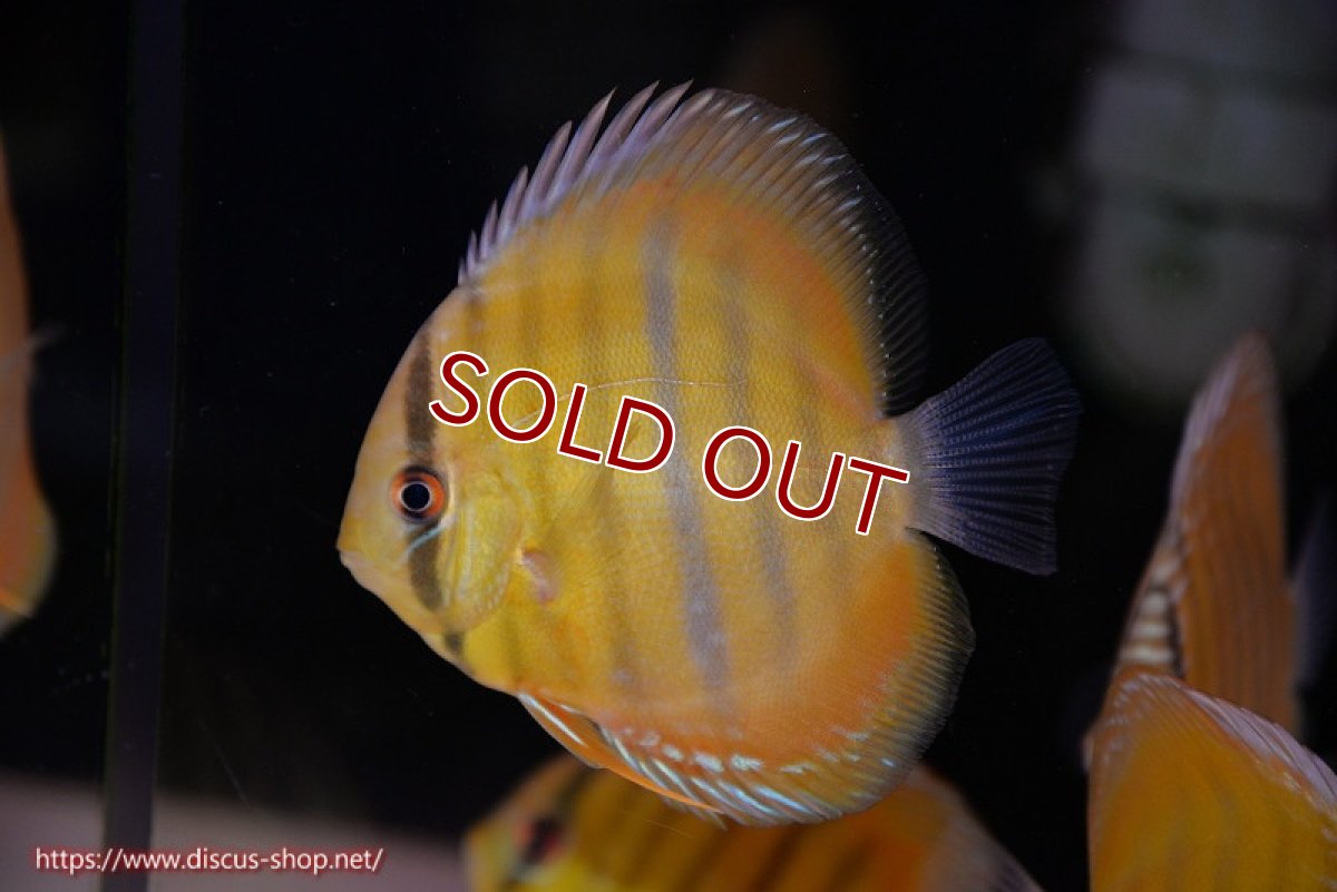 画像1: 【ワイルドディスカス】【通販】【実は激レア ソリッドイエロー】ウラリアソリッドイエロー　ヤングスター【個体販売】9-11cm（生体）ウラリア産 (1)